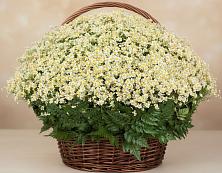Цветочная композиция из Ромашки в корзине #REPLACE_PRED# Урае